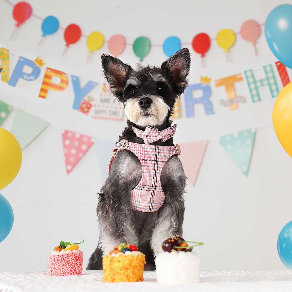 3pcs/set Dog Collar Harness le - Christmas Throw Blanket review and price